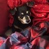 doggiemama26